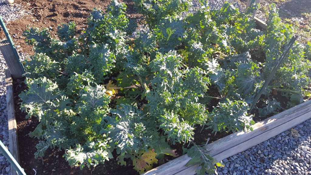 Raised bed of kale