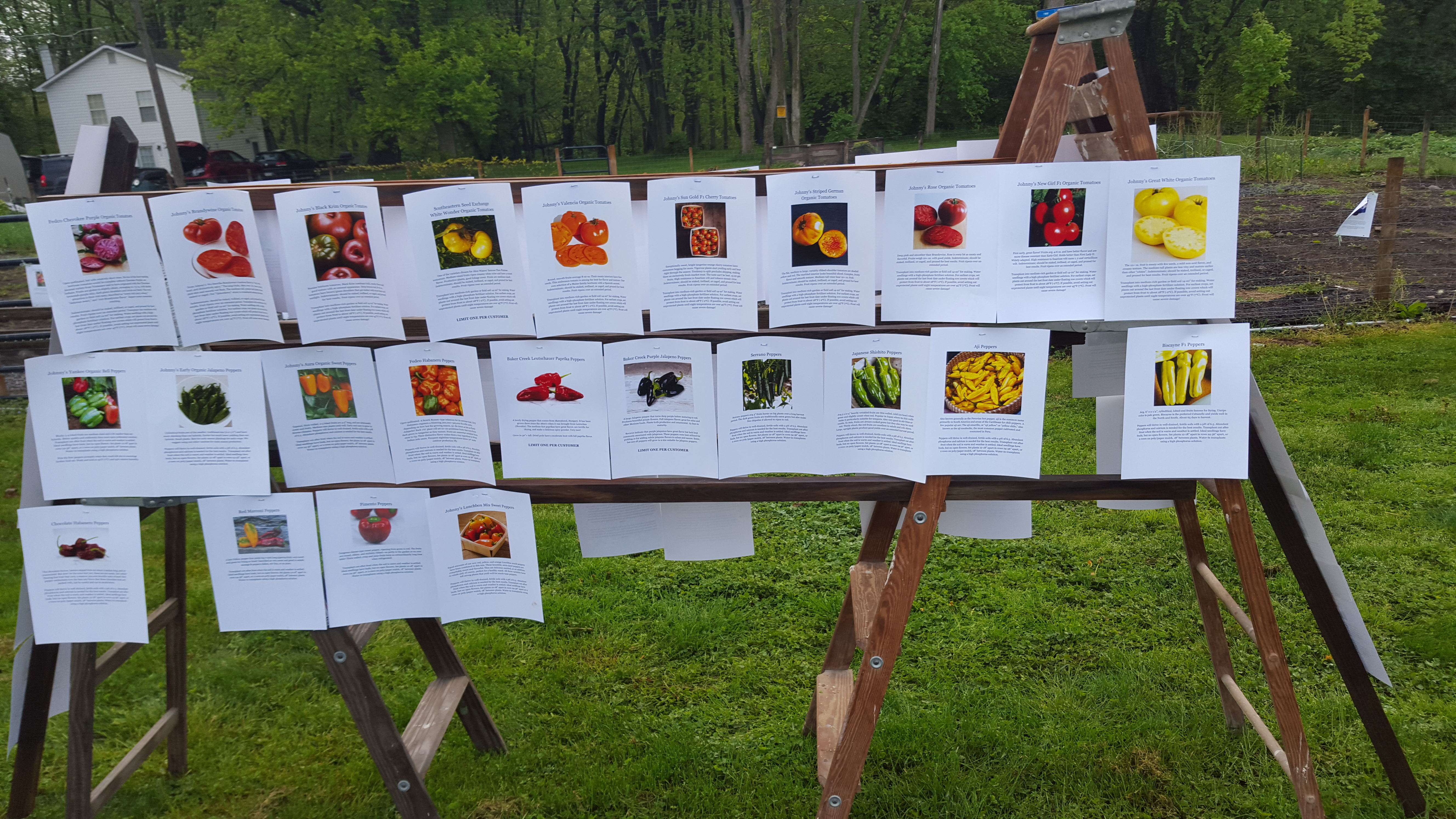 Plant Descriptions from LCG Plant Sale