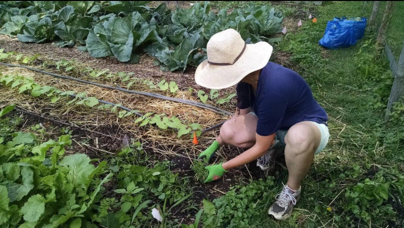 A person in a sun hat, tee shirt, and shorts squats down as they tend to a plot in the garden.